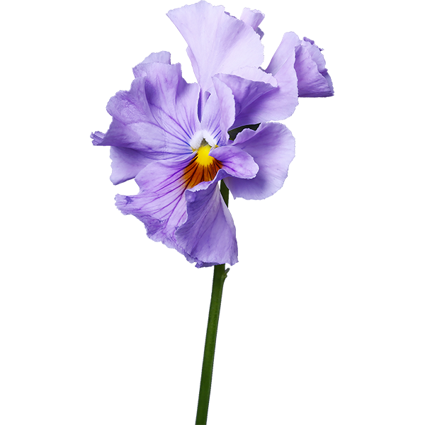 紫のパンジーの切り抜き花画像 039 Flowers Plants Eden