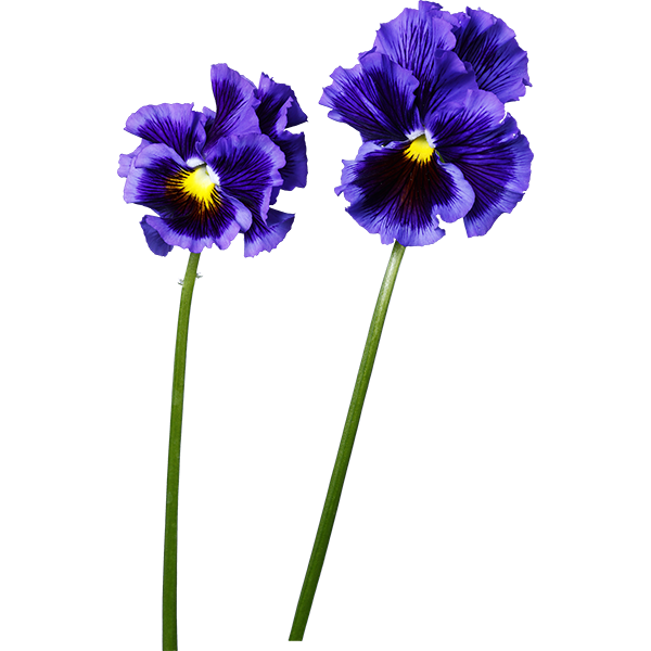 青紫のパンジーの切り抜き花画像 050 Flowers Plants Eden