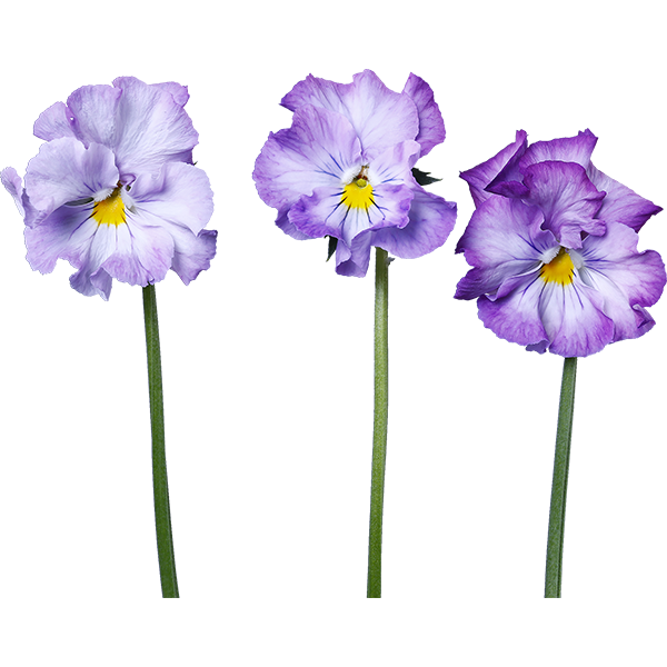 薄紫のパンジーの切り抜き花画像 057 Flowers Plants Eden