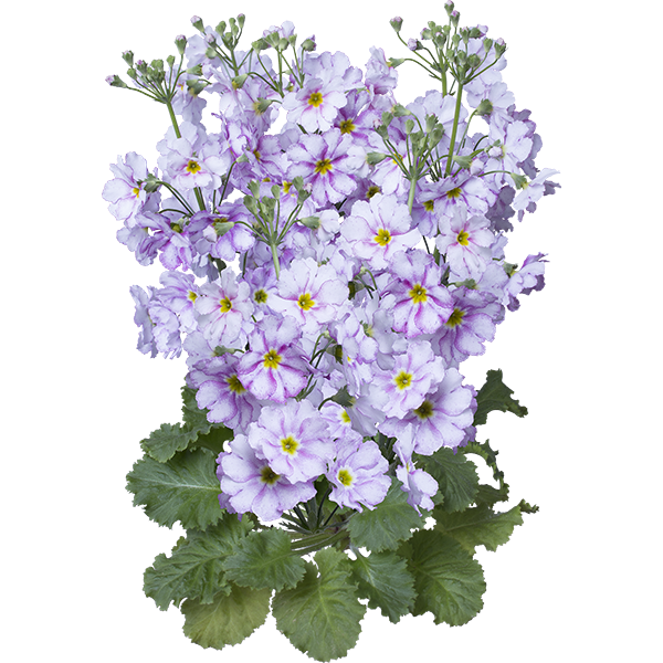 サクラソウの花の切り抜き画像 002 Flowers Plants Eden