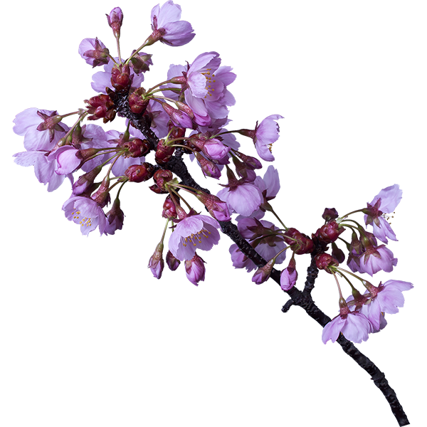 桜 サクラ の花の切り抜き画像 046 Flowers Plants Eden
