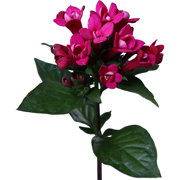 ブバルディア ブバリア の花の切り抜き画像 006 Flowers Plants Eden