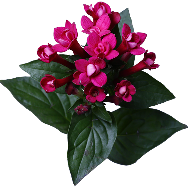 ブバルディア ブバリア の花の切り抜き画像 007 Flowers Plants Eden