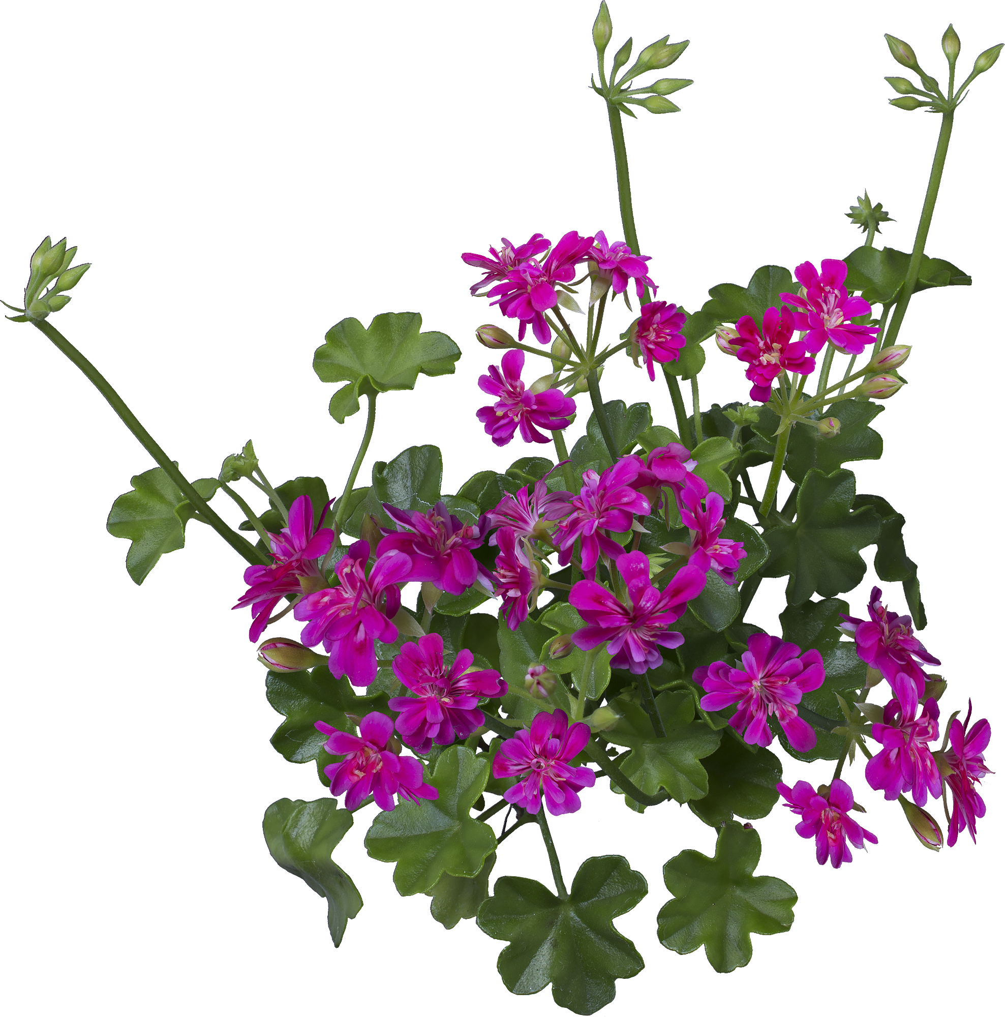 アイビーゼラニウム シュガーベイビーの花の切り抜き画像 006 Flowers Plants Eden