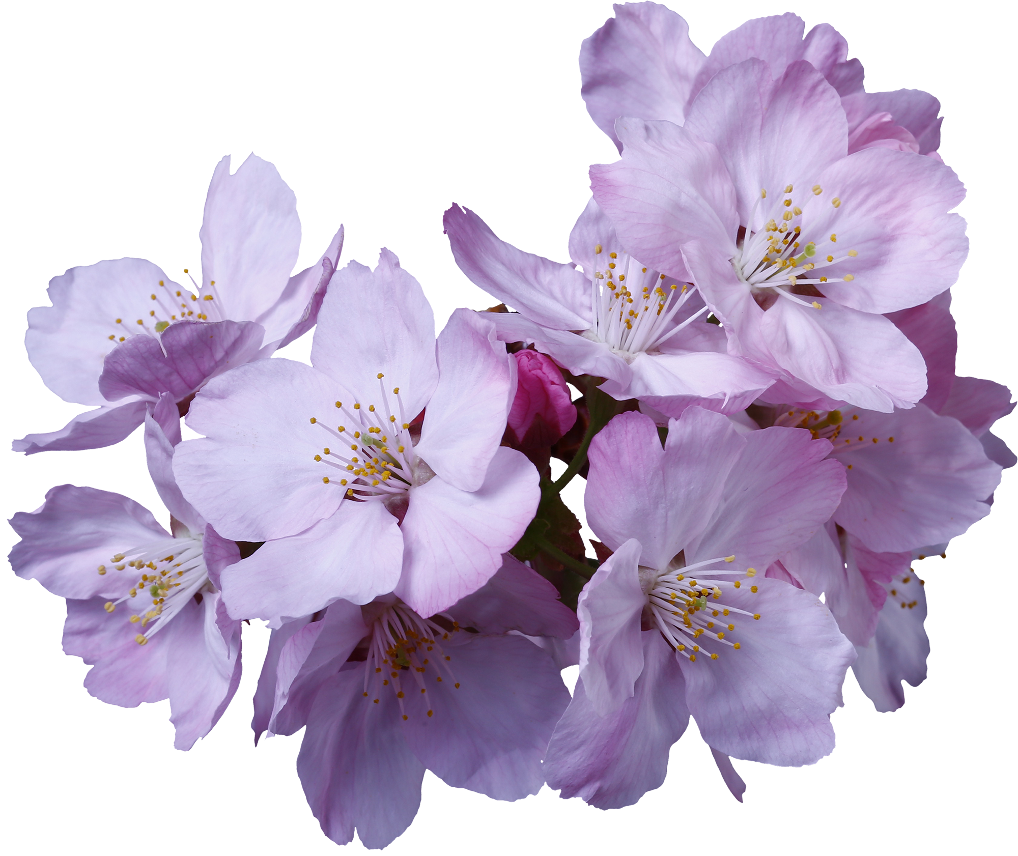 桜 サクラ の花の切り抜き画像 062 Flowers Plants Eden